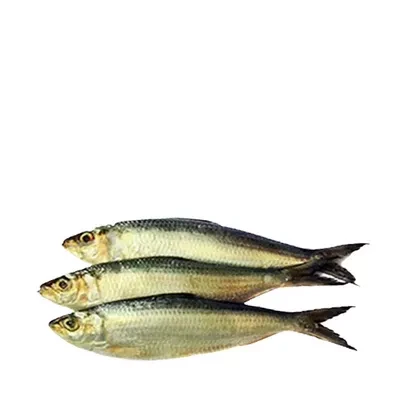 Sea Chapila Fish