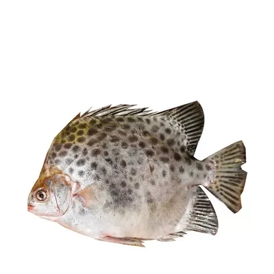 Payra Fish Processed